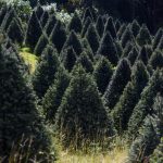 Cómo verificar si tu árbol de Navidad natural está certificado por CONAFOR