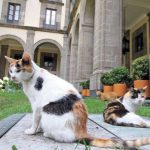 Sheinbaum presume en TikTok a los gatitos de Palacio Nacional: “qué elegancia la de Francia”