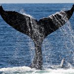 Proyecto Saguaro: ¿ballenas o gas?