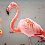 No es IA: familia de flamencos rosados sorprende en Lago de Texcoco