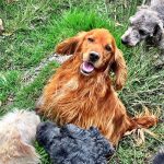 Refugio Franciscano: CDMX da seguimiento al proceso y bienestar de los animales