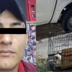 Sobrevive gato golpeado por “El Cuba”; Fiscalía del Edomex investiga maltrato animal
