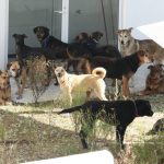 Más de 300 perros rescatados del Refugio Franciscano llegan a albergue en el Ajusco