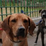 Acusan venta del Refugio Franciscano a B Grand para proyecto inmobiliario