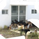 Fundación Haghenbeck enfrenta acusaciones por revictimizar animales del Refugio Franciscano