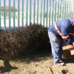 Escobedo instala Centros de Acopio de Pinos Navideños para cuidar el medio ambiente