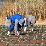 Aguascalientes es cuarto lugar nacional en producción de lechuga con 57 mil toneladas al año