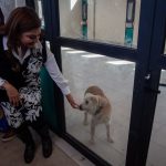 Brugada verifica condiciones de perros rescatados en el Refugio Franciscano