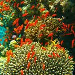 Corredor Arrecifal del Suroeste: qué es, sus ecosistemas, extensión y estados