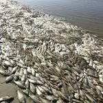 Golfo de México, muerto en el Misisipi (EEUU); no matemos nuestro Acuario del Mundo