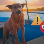 Beni, perrita que ayudaba a limpiar presa en Oaxaca, murió envenenada