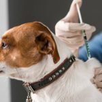 Las mejores frases para agradecer a los veterinarios este 25 de abril