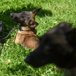 CDMX presenta binomios caninos para reforzar seguridad en el Mundial 2026