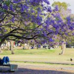 ¡Goyaaaa! Universidad