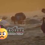 Profepa investiga saqueo de nidos de tortuga en Playa Escobilla