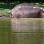 Anant Ambani propone llevar a India los hipopótamos de Pablo Escobar en Colombia