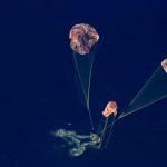 NASA celebra regreso de astronautas de Artemis II