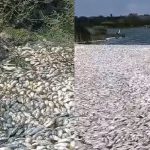 Conagua descarta muerte de peces en Veracruz y Tamaulipas por derrame de hidrocarburos