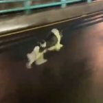 Captan a perro en segundo piso del Periférico; C5 interviene