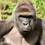 La Casa Blanca revive a Harambe con homenaje a 10 años de su muerte