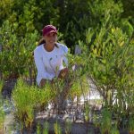 Cancún avanza en rehabilitación de manglares en el APFF Manglares de Nichupté