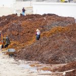 Playa del Carmen enfrenta invasión de sargazo en playas