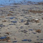 Greenpeace México denuncia a Pemex por derrame en el Golfo; pide investigar presunto ocultamiento