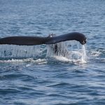 Petición para proteger a las ballenas en Loreto supera el millón de firmas