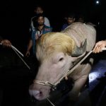 ’Donald Trump’, el búfalo que se salvó del sacrificio, vivirá en un zoológico de Bangladesh