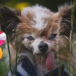 Adiós a Lazare: murió el perro más longevo del mundo a los 30 años
