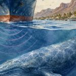 Triunfaron las ballenas con la marea ambientalista, ahora falta decretar la realidad