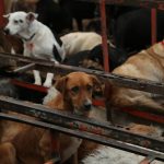 Fiscalía CDMX no podrá entregar animales al Refugio Franciscano