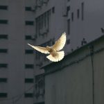 El peligro de los dobles discursos sobre la paz