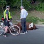 La muerte de un caballo en Central Park desata llamados para prohibir carruajes