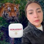 Alerta en Tepetlaoxtoc: tigre escapa de centro de resguardo de Semarnat