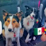 Los héroes de cuatro patas: Orly, Balam y Kenai llegan a Venezuela para rescatar vidas