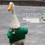 “No está a discusión”: IMPI respalda a familia del Pato Merlín por su registro