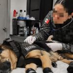 El perro rescatista Max regresa a México tras resultar herido en Venezuela; logró el rescate de 7 personas con vida