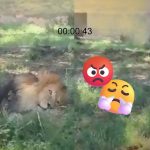 Video exhibe agresión a un león en zoológico de Guadalajara